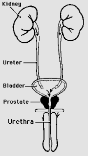 What is the Prostate Gland